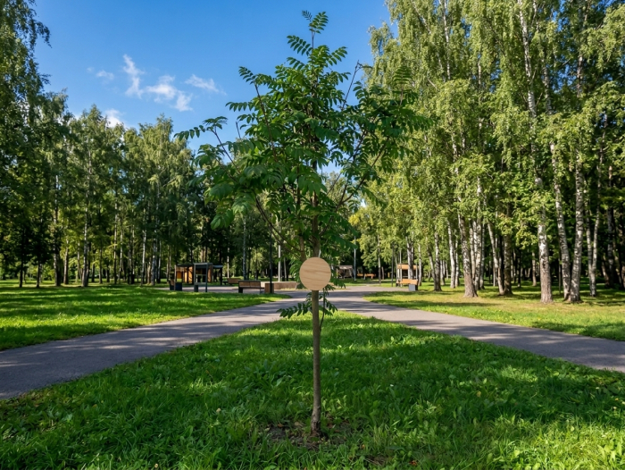 Частичка Мурманска появилась в Ярославле Дерево