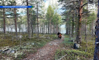 Как работают инспекторы Лапландского заповедника: что они стерегут и кого охраняют? Домик