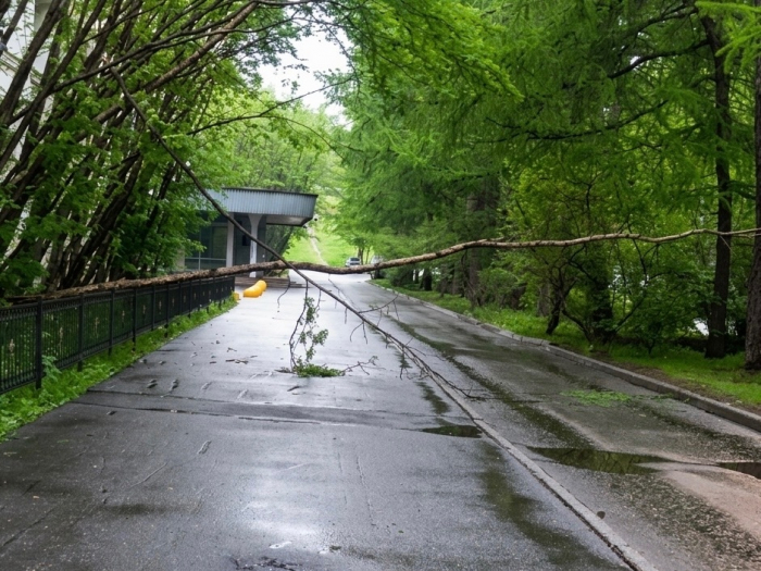 В центре Мурманска упало дерево Дерево